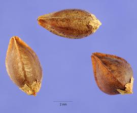   Fruit: nbsp;   Fagopyrum esculentum ; Photo by S. Hurst, USDA-NRCS Plants Database
